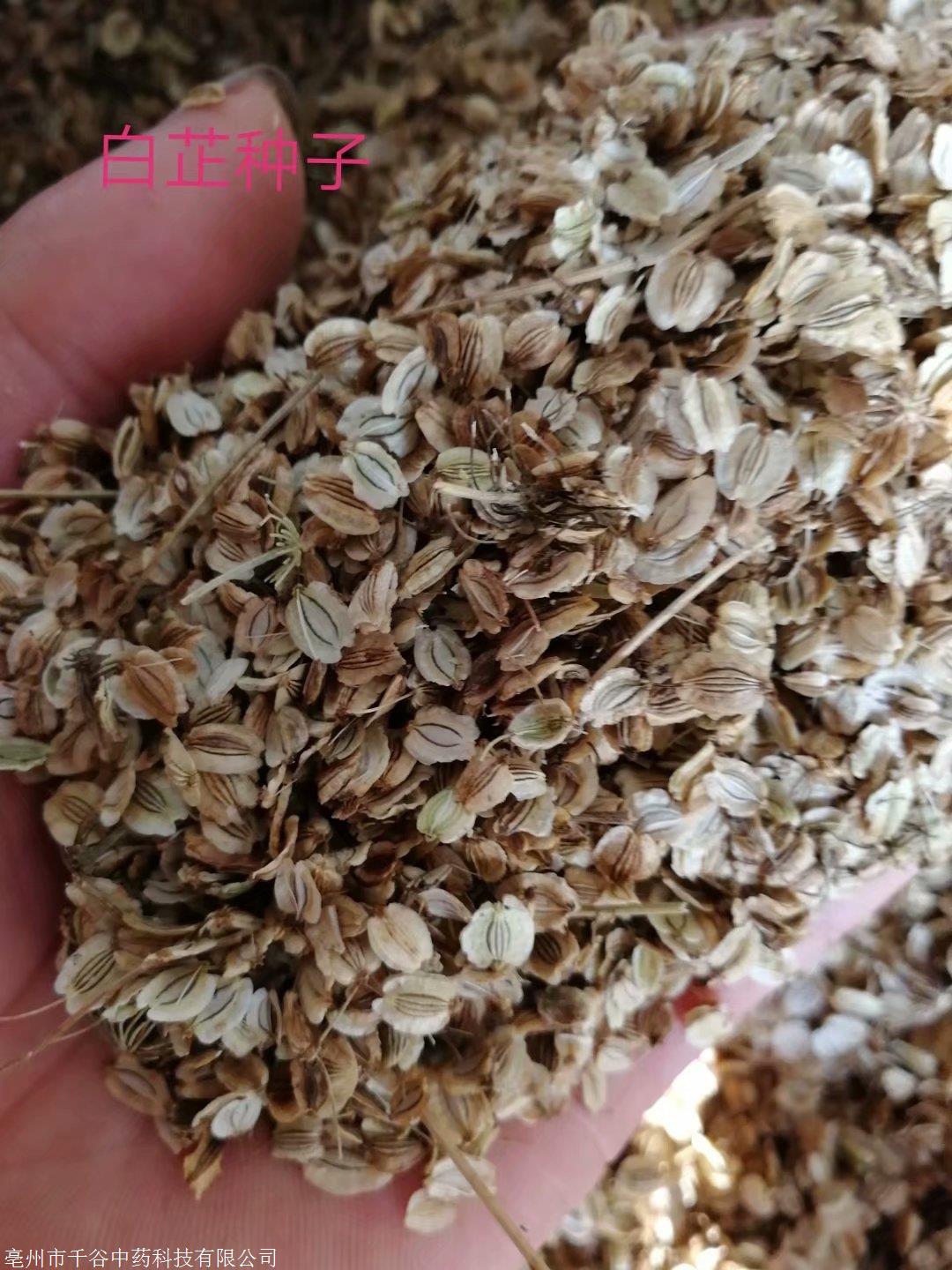 黔东南苗族侗族自治州求购 占地芍药苗多少钱一斤千谷中药收购