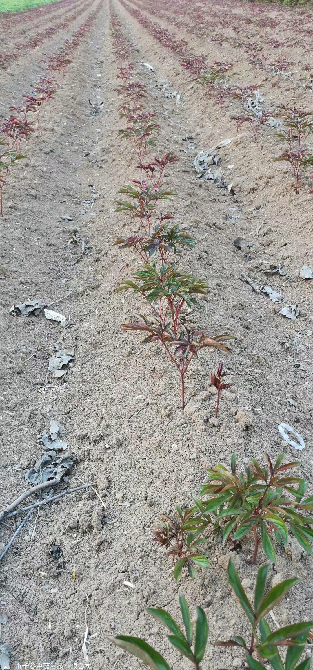 连云港市求购 占地芍药苗去哪买千谷中药科技