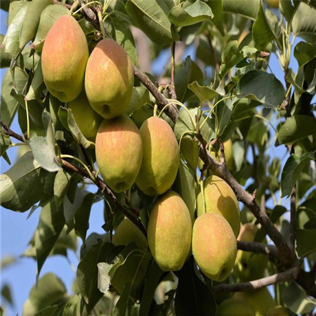 玉露香梨树苗玉露香梨树苗基地