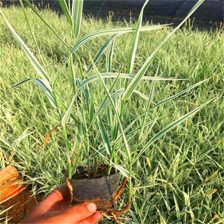 蛇鞭菊苗 花儿朵朵 蛇鞭菊幼苗供应 花期7 8月