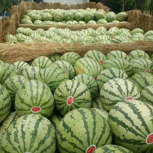 明年西瓜价格行情