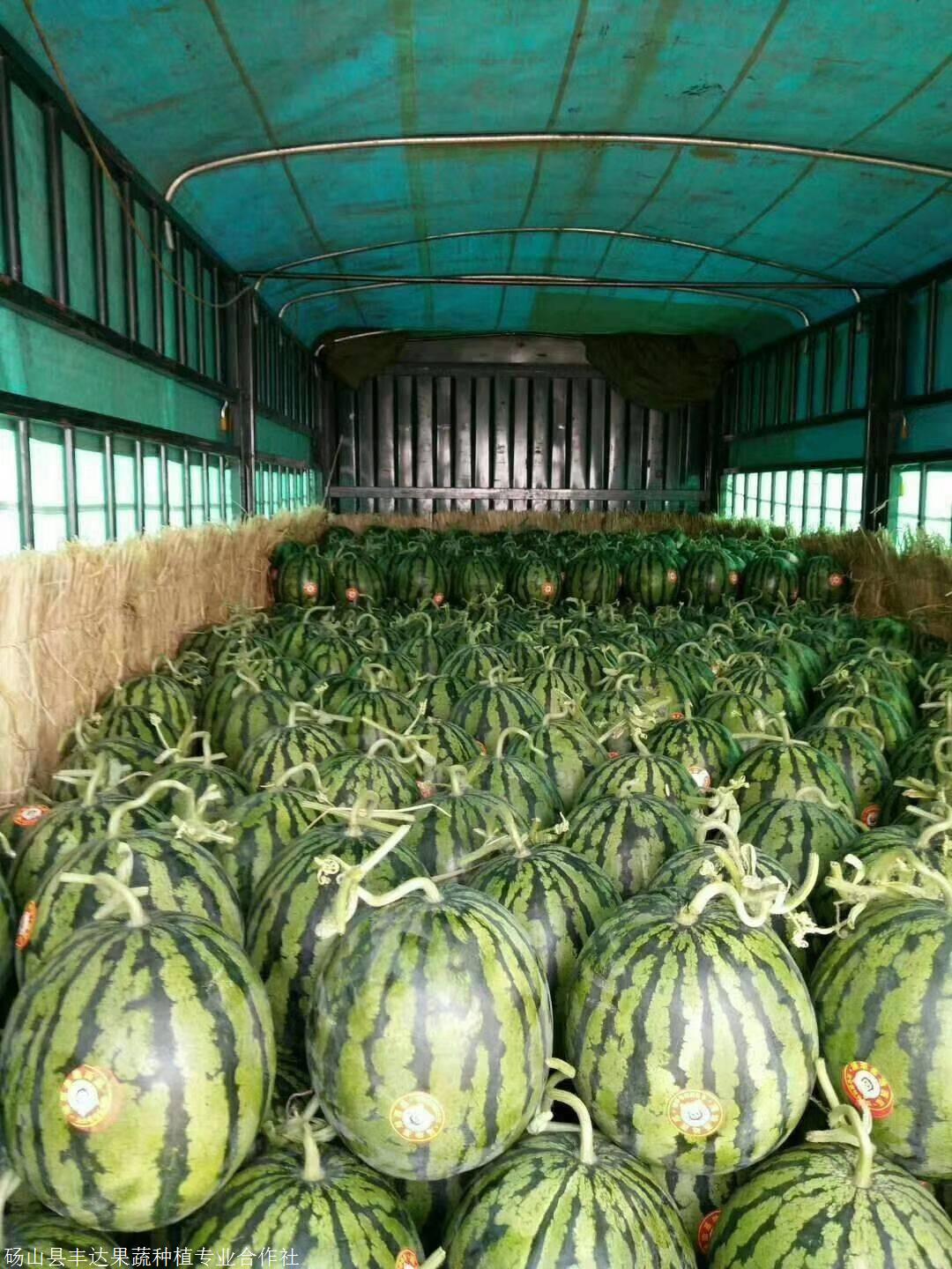 安徽西瓜 京欣西瓜码瓜装车 8424西瓜价格