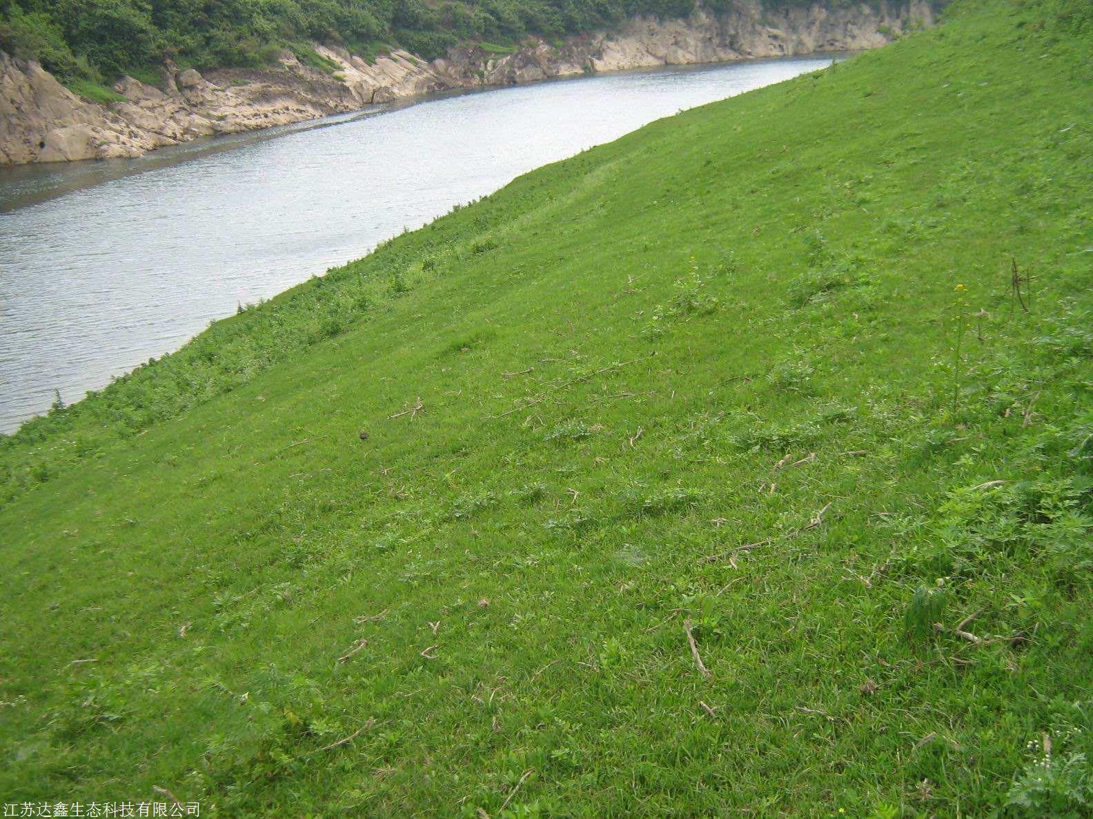 护坡王草籽花草组合边坡固土 复绿四季常青 厂家直销