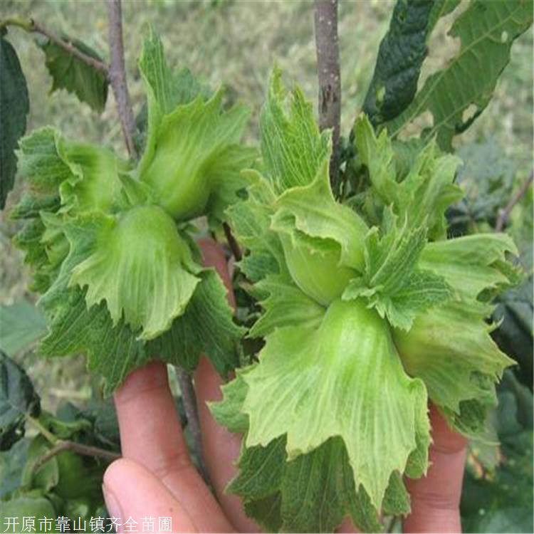 大果榛子苗重庆大榛子苗木齐全苗圃榛子营养丰富