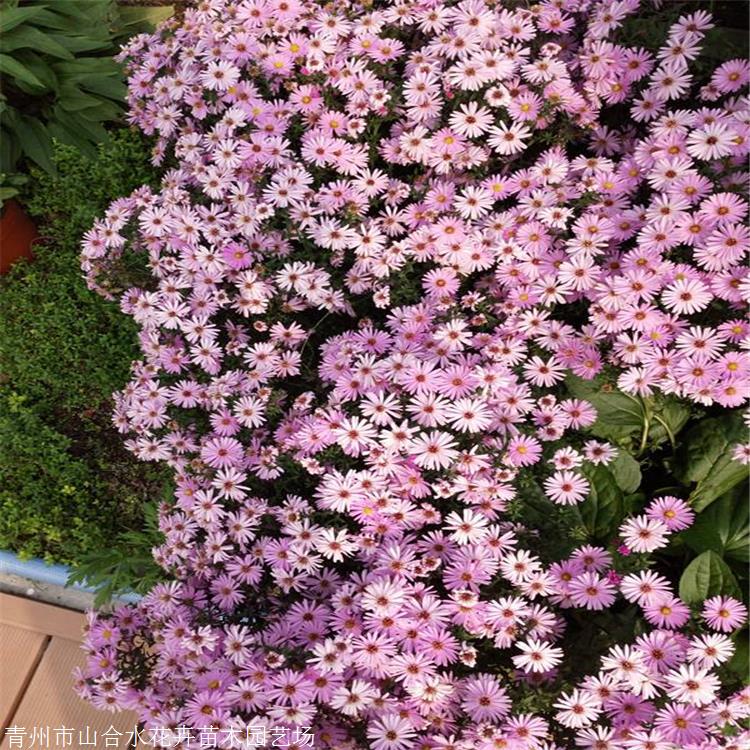 山合水花卉 荷蘭菊苗 河南地被菊荷蘭菊大量供應(yīng) 原產(chǎn)北美洲