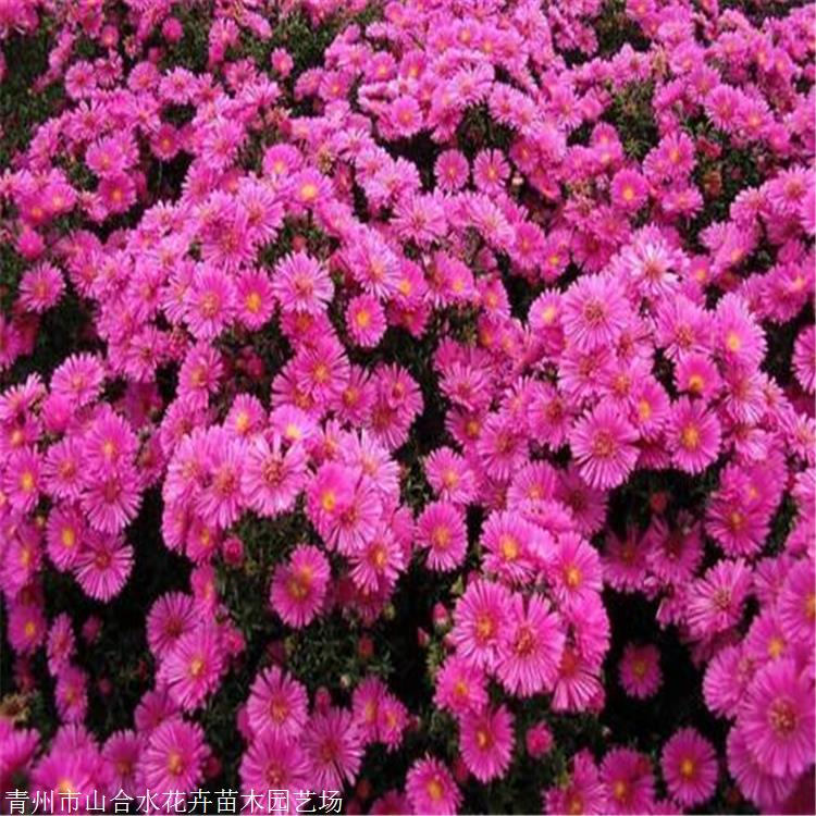 山合水花卉 進(jìn)口荷蘭菊 湖北荷蘭菊價格 多年生宿根草本植物