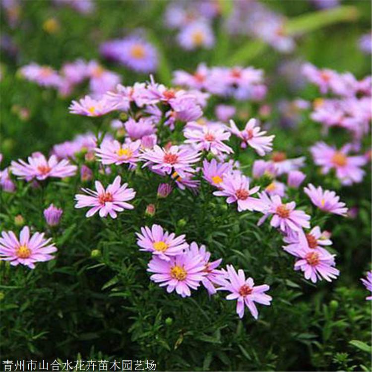 山合水花卉 進(jìn)口荷蘭菊 湖北荷蘭菊價格 多年生宿根草本植物