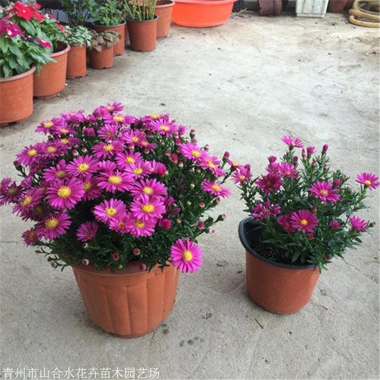 山合水花卉 荷蘭菊苗 河南地被菊荷蘭菊大量供應(yīng) 原產(chǎn)北美洲