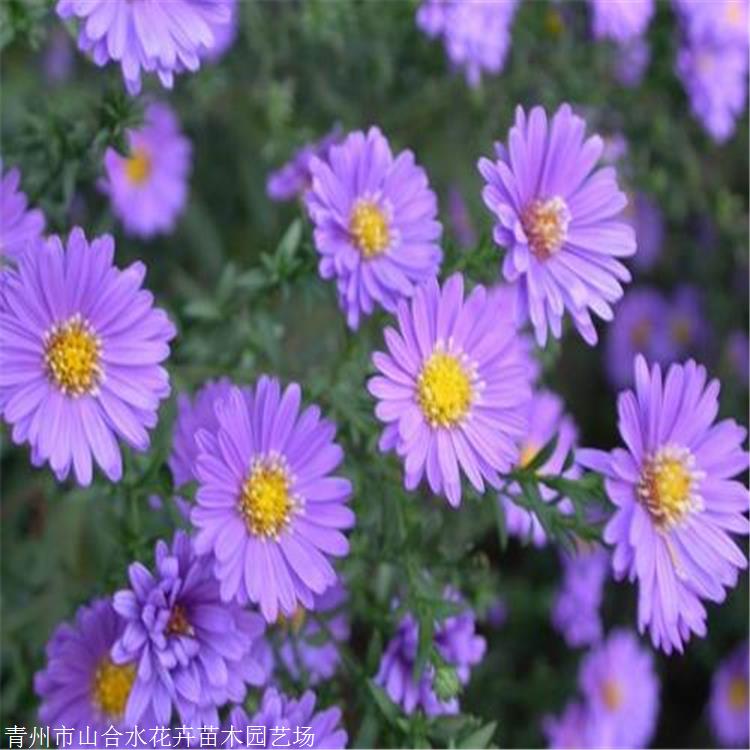 山合水花卉 荷蘭菊苗 河南地被菊荷蘭菊大量供應(yīng) 原產(chǎn)北美洲