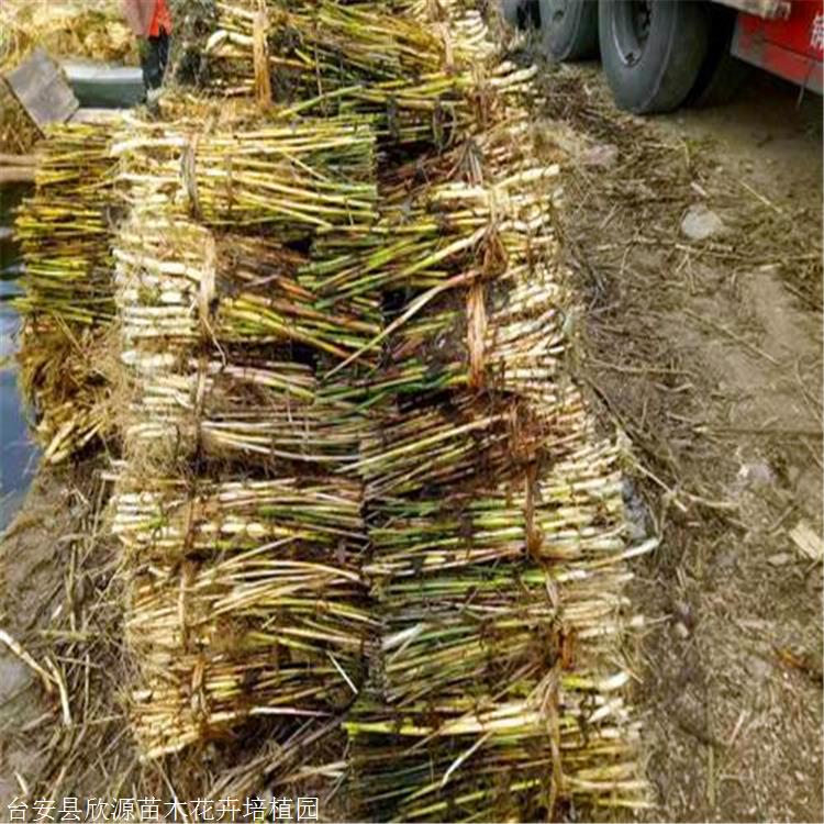 优质芦苇苗出售 台安花叶芦苇苗 花叶芦苇苗