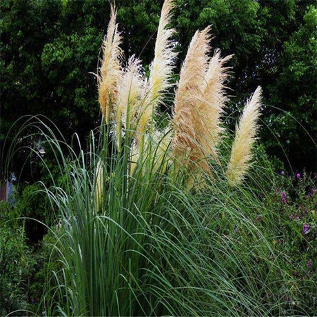 产地供应 细叶芒 向亮 细叶芒种植基地 品质纯品种好-搜了网