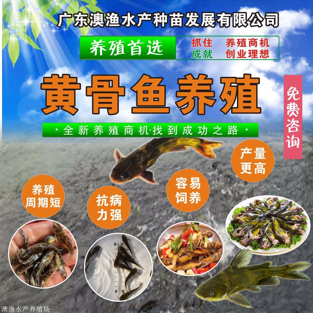 黄骨鱼养殖 黄骨鱼养殖技术及成本