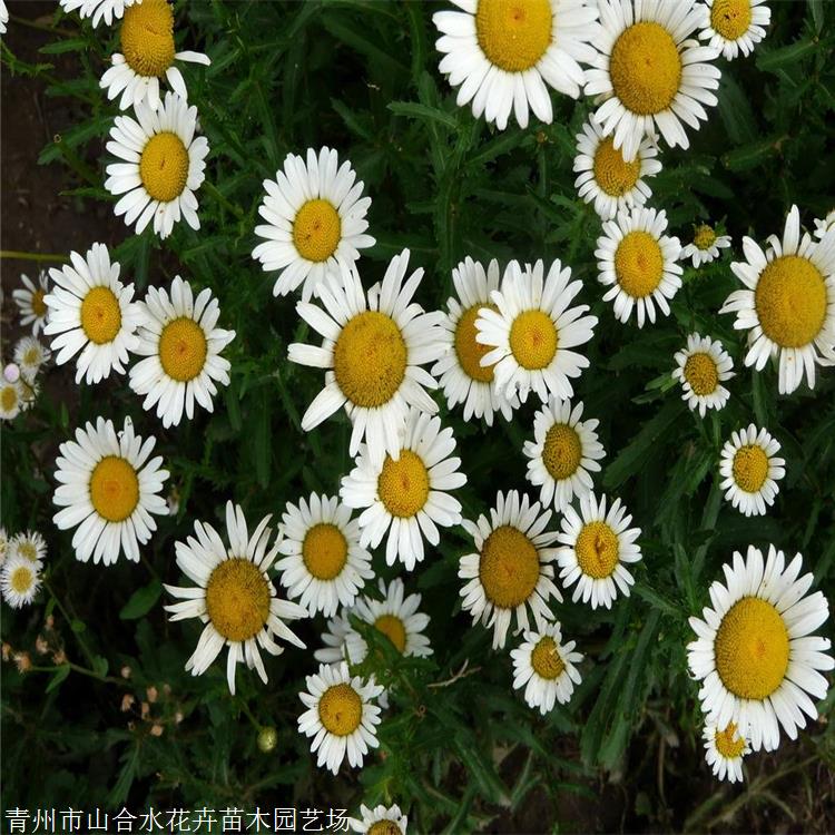 大濱菊 山合水花卉 大濱菊種子 景觀園林花卉