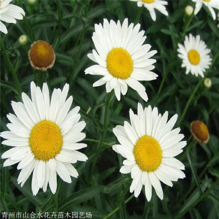 大濱菊 山合水花卉 大濱菊種子 景觀園林花卉