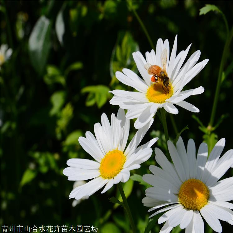 大濱菊 山合水花卉 大濱菊種子 景觀園林花卉