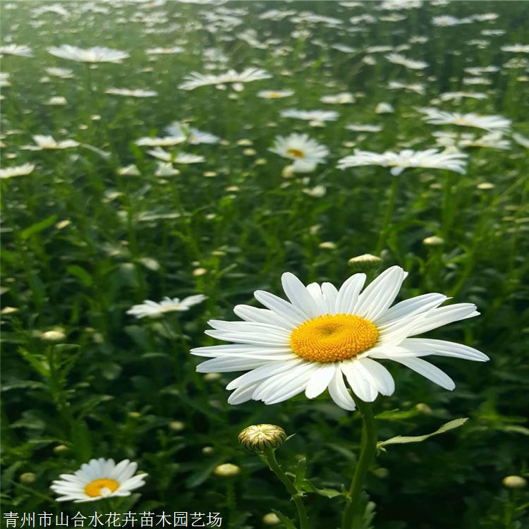 大濱菊 山合水花卉 大濱菊種子 景觀園林花卉