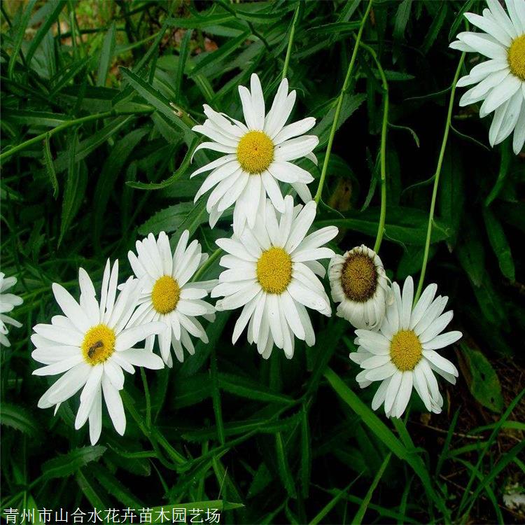 大濱菊苗山合水花卉基地種植大濱菊景觀園林花卉