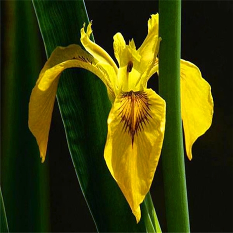 黄花鸢尾价格安徽黄娃娃鸢尾小苗价格实在供货周期快