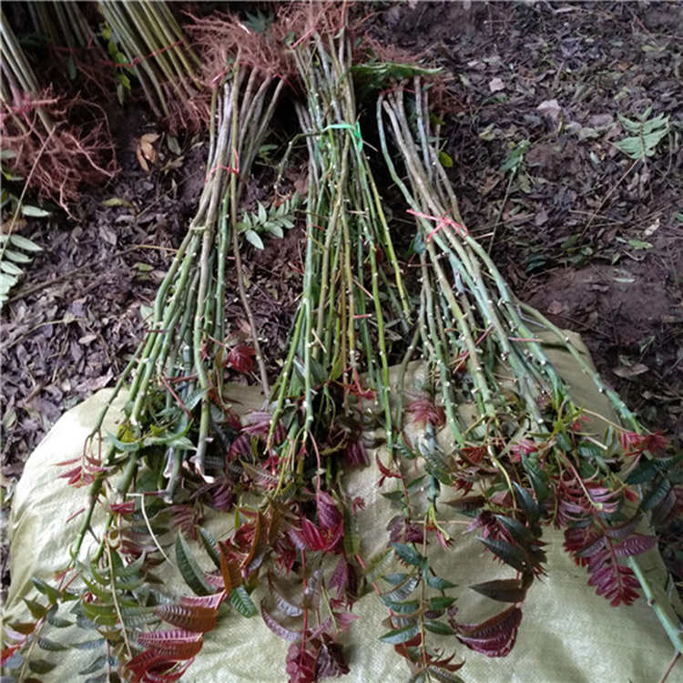 丰田园艺场 香椿苗栽植技术 新品种香椿苗 量大从优