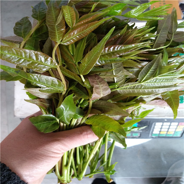 丰田园艺场绿油香椿苗山东香椿苗优质香椿苗