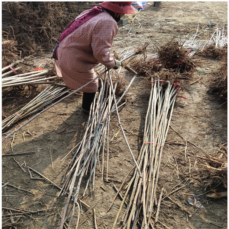 丰田园艺场 抗旱抗寒红油香椿苗 地栽香椿苗 量大从优