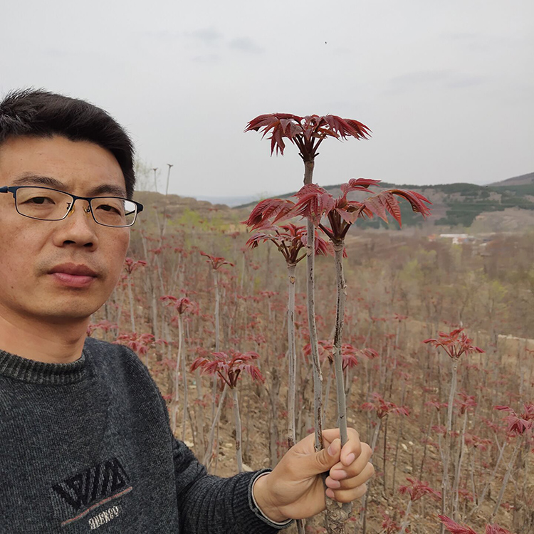 丰田园艺场 香椿苗栽植技术 新品种香椿苗 量大从优