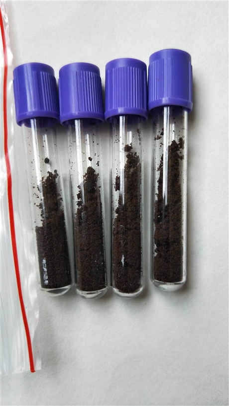 中药材麝香批发天然麝香