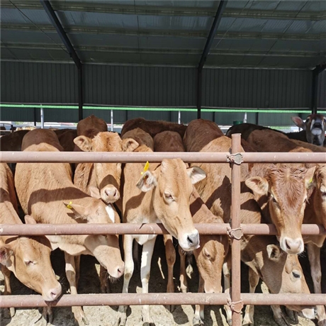 养殖场供应四元杂交牛 鲁西黄牛