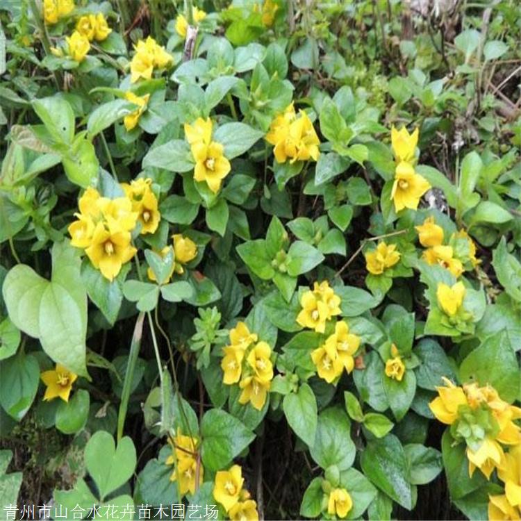 过路黄价格 山合水花卉 过路黄种植基地 真金草 走游草 铺地莲