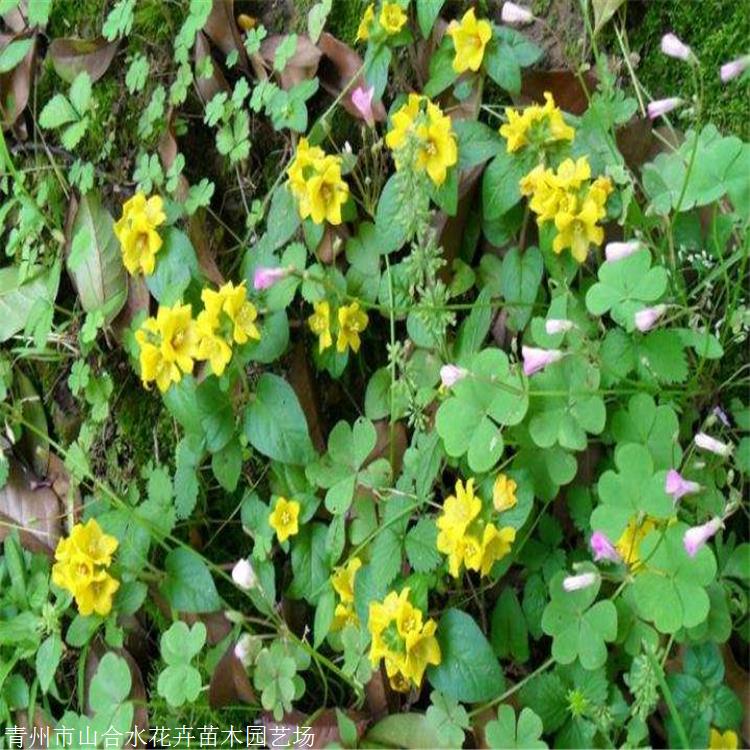 过路黄价格 山合水花卉 过路黄种植基地 真金草 走游草 铺地莲