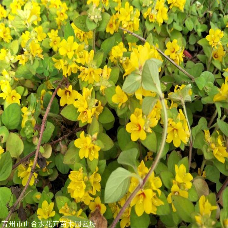 过路黄价格 山合水花卉 过路黄种植基地 真金草 走游草 铺地莲