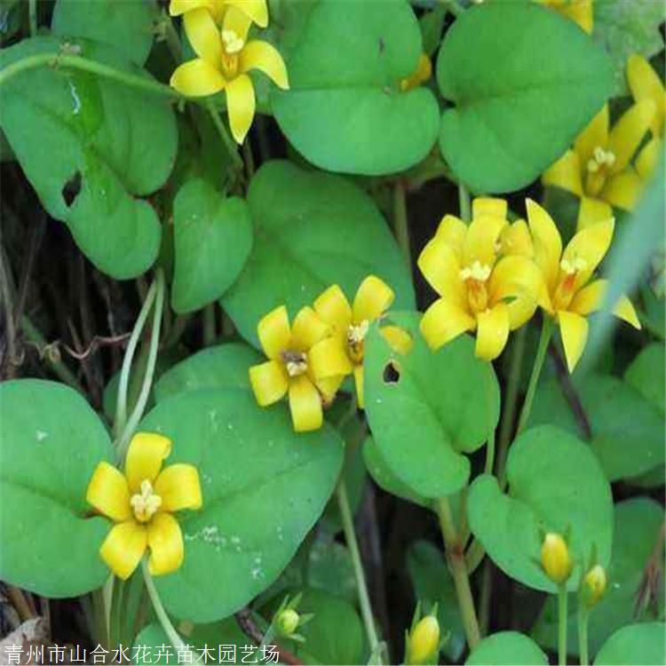 过路黄价格 山合水花卉 过路黄种植基地 真金草 走游草 铺地莲