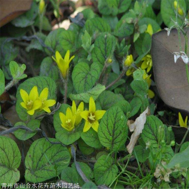 过路黄价格 山合水花卉 过路黄种植基地 真金草 走游草 铺地莲