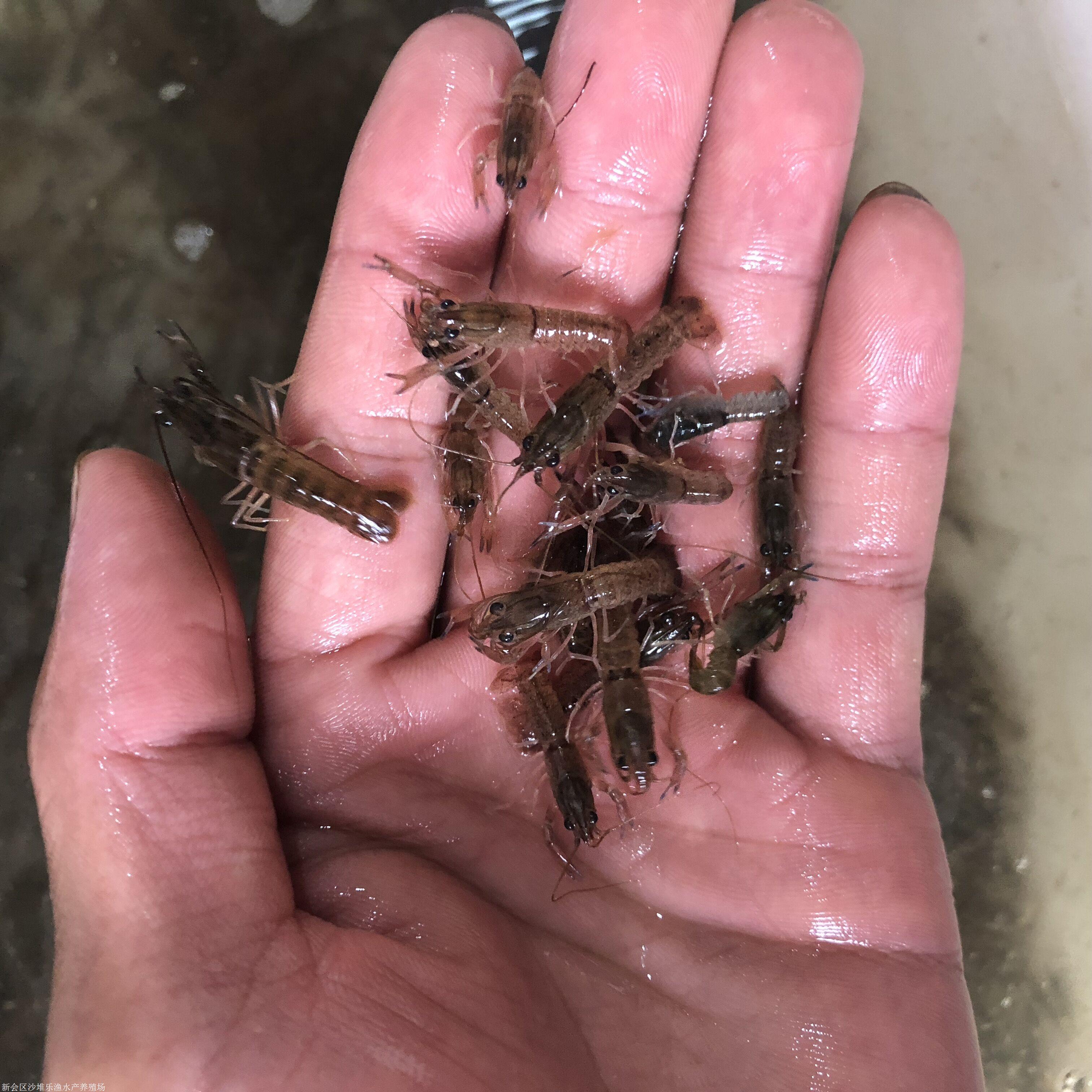 现苗供应澳洲淡水小龙虾苗鲜活虾类蓝色澳虾鱼苗养殖批发