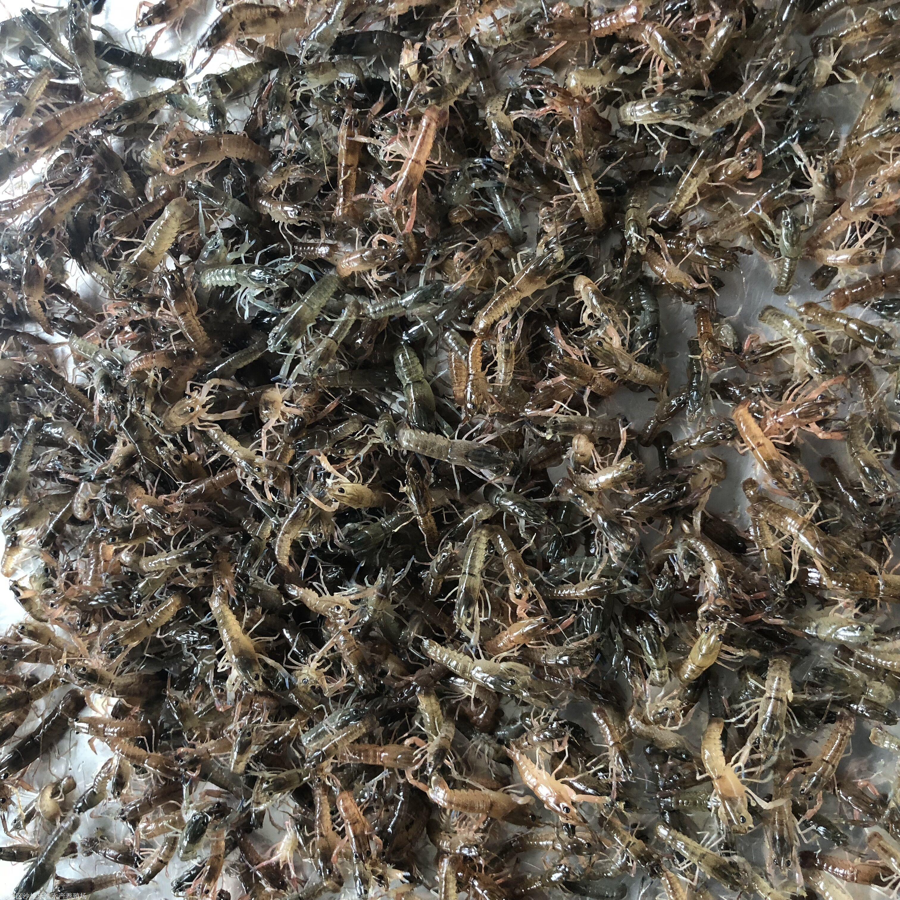 现苗供应澳洲淡水小龙虾苗鲜活虾类蓝色澳虾鱼苗养殖批发