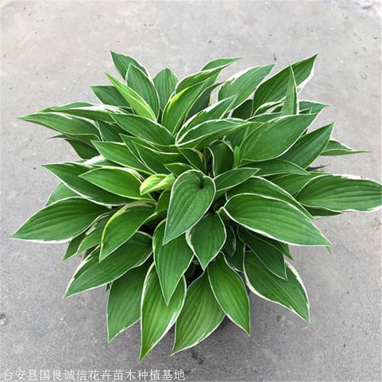 玉簪花苗进口裸根玉簪铁岭玉簪花盆栽国良花卉