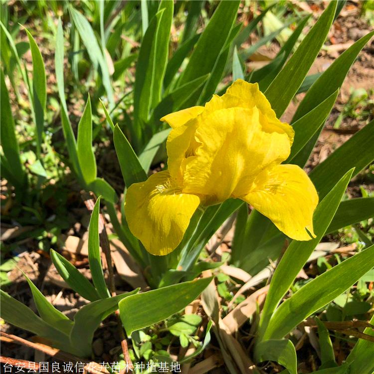 金娃娃鸢尾苗国良花卉东北鸢尾基地多年生草本