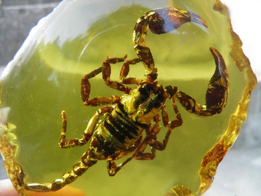 昆虫琥珀哪里现金收购的出去