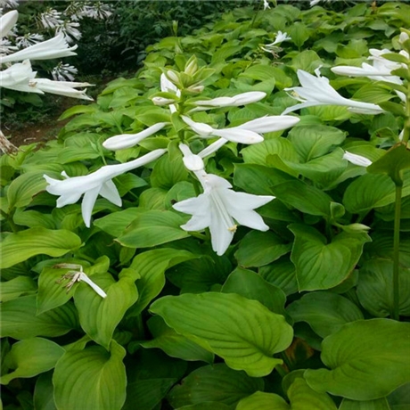 國良紫玉簪價格玉簪廠家批發種植江蘇玉簪裸根苗