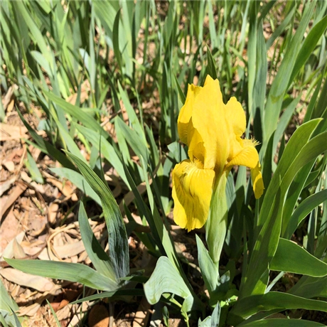 金娃娃鸢尾苗国良花卉鸢尾种植基地水生鸢尾价格