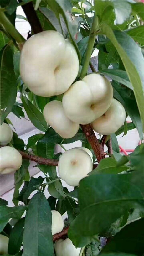 襄樊市早熟大蟠桃蟠桃品種