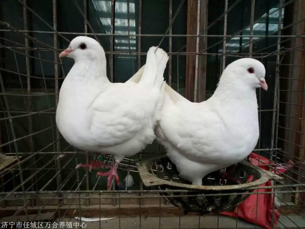 养殖基地自销肉鸽 白羽王 落地王 银羽王 一对肉鸽的价格