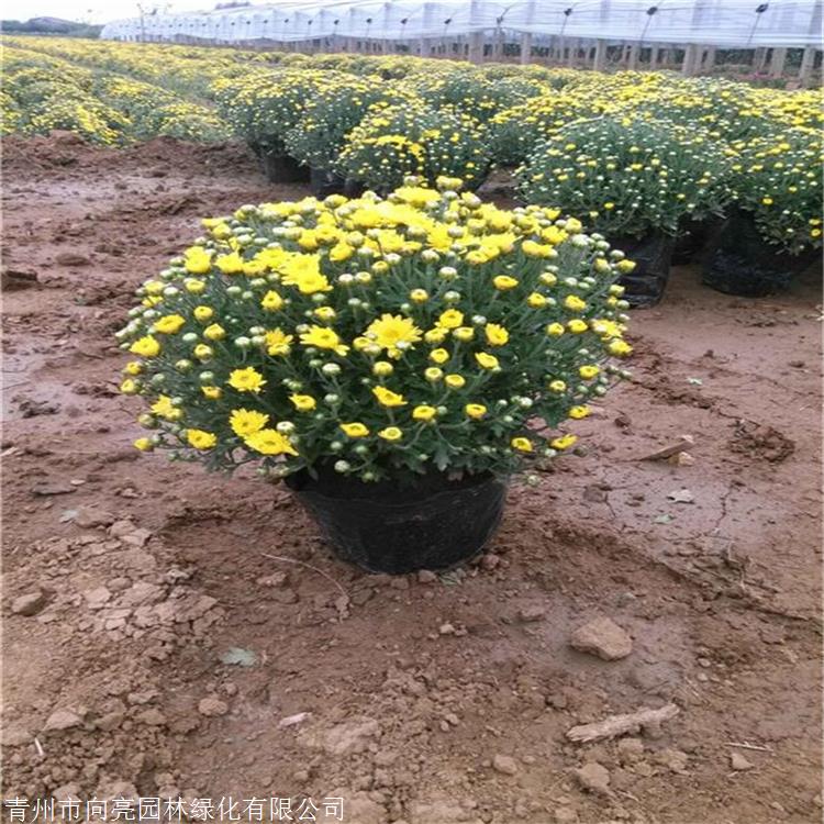 园林绿化草花 大花菊花苗 国庆菊批发 服务放心可靠