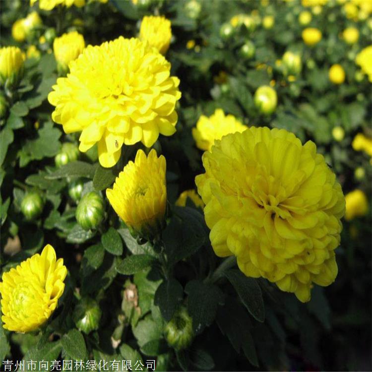 园林绿化草花 大花菊花苗 国庆菊批发 服务放心可靠