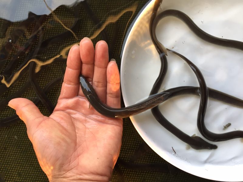 浙江白鳗白鳝供应商基地供应白鳗白鳗鱼苗价格实惠