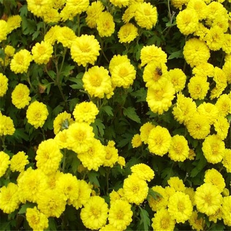 工程草花 批发大菊花 菊花种苗供应 农户批发价格低