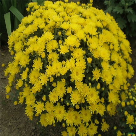 天津 九月菊花苗 菊花种苗供应 批发时令宿根