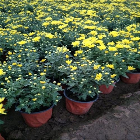 陕西 九月菊花苗 花海工程草花苗 销售厂家电话