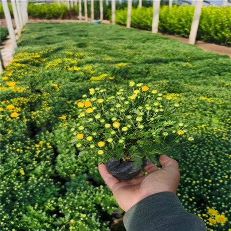 园林绿化草花 批发大菊花 造型菊花供应 常用解决方案