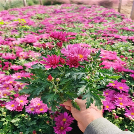 湖南 批发地被大菊花苗 九月菊工程苗 常用解决方案